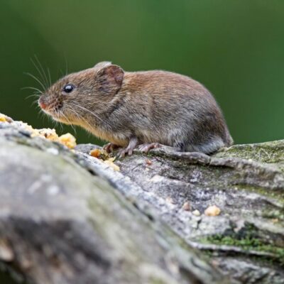 sork