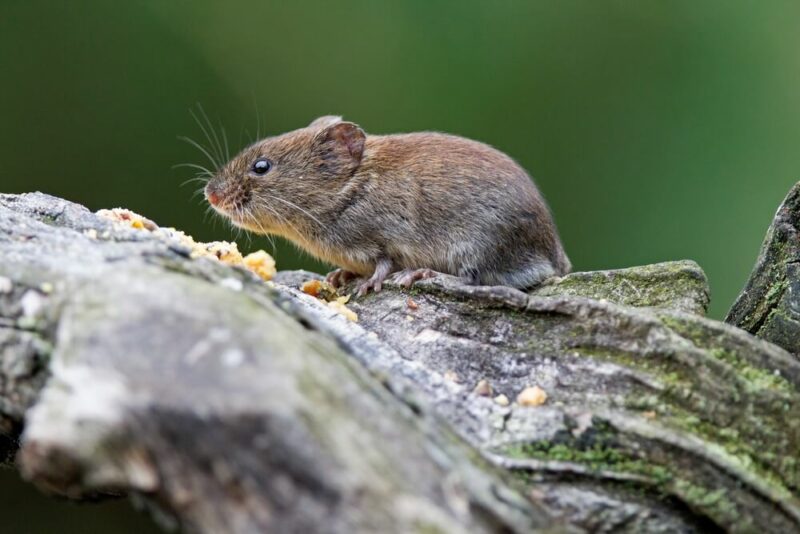 sork