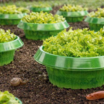 Sneglebarriere | Beskytt avlinger 5-pack Miljø