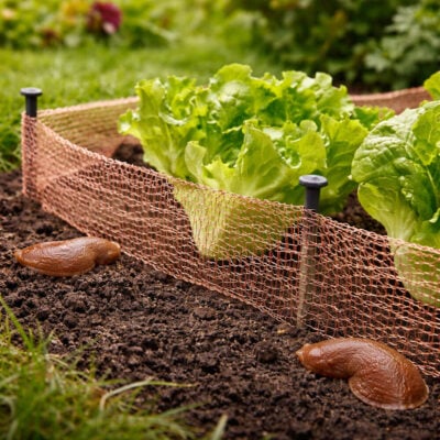 Sneglestopp Kobbernett | 6 m x 10 cm Miljø