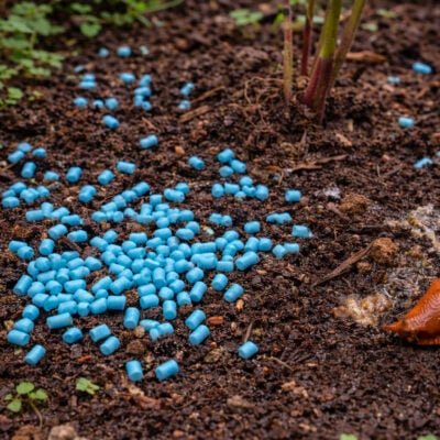 Sneglemiddel | Mot snegler 1 kg : 200 kvm | Pestis Protect® hage